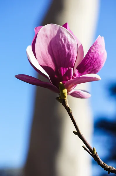 Magnolia som blommar — Stockfoto