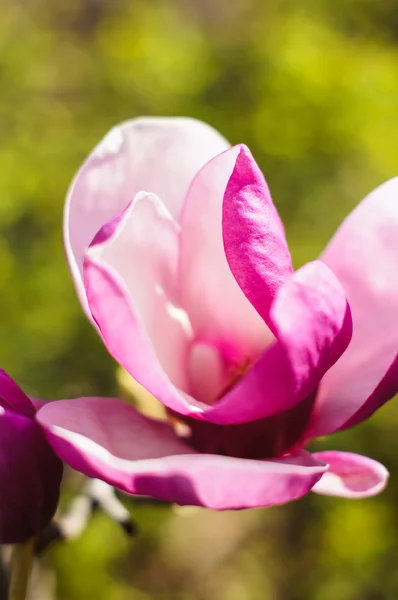 Kwitnących magnolii — Zdjęcie stockowe