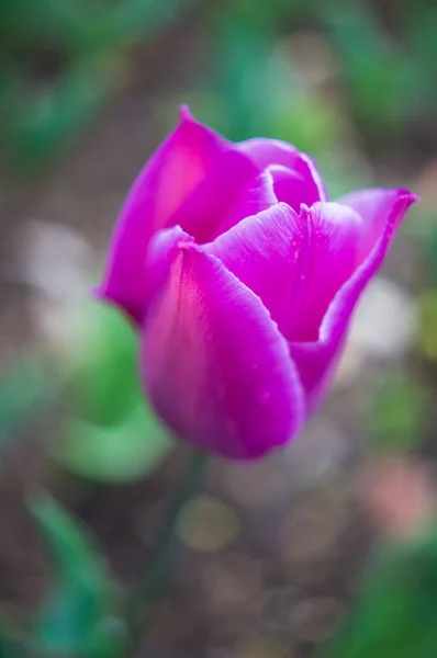 Hora da Primavera — Fotografia de Stock