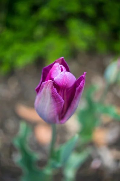 Hora da Primavera — Fotografia de Stock