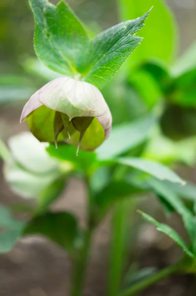 Primavera — Foto de Stock