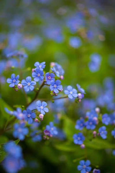 Tempo di primavera — Foto Stock