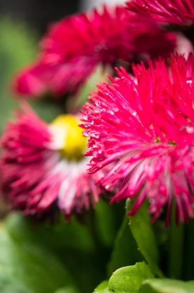 Spring flowers — Stock Photo, Image