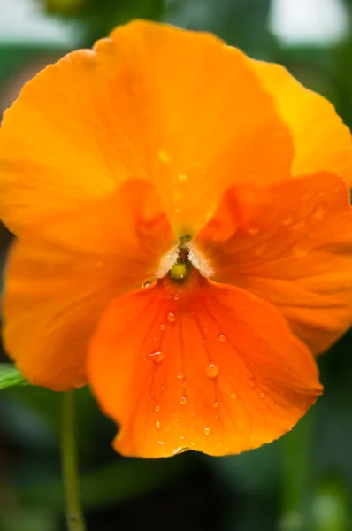 Frühlingsblumen — Stockfoto