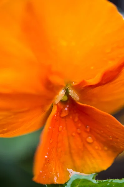 Blomväxter — Stockfoto