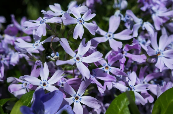 Spring time — Stock Photo, Image