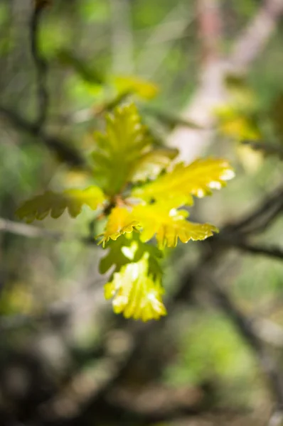 Vårtid — Stockfoto