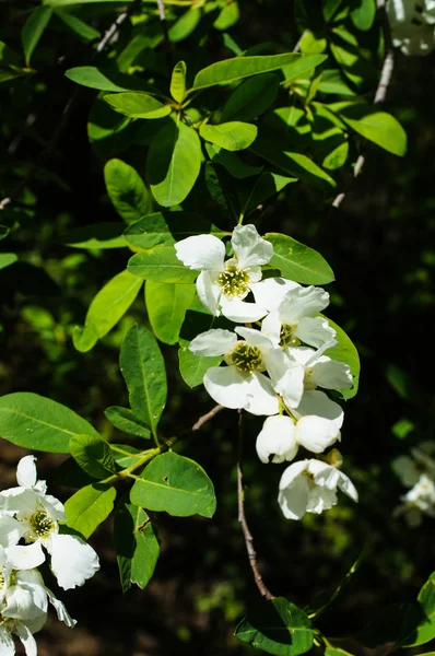 Spring time — Stock Photo, Image