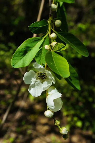 Frühlingszeit — Stockfoto