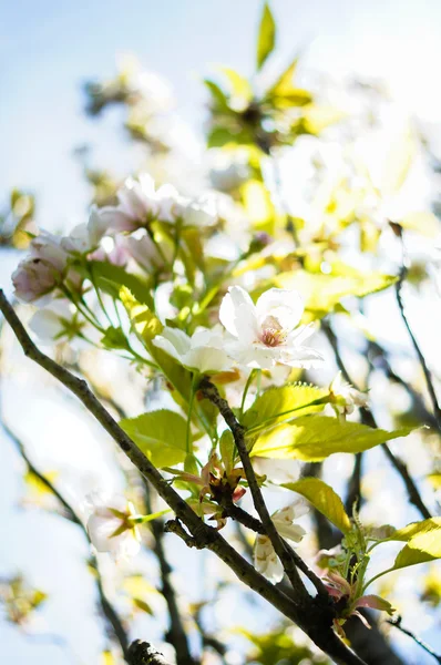 Hora da Primavera — Fotografia de Stock