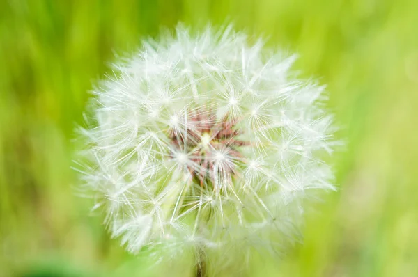 Old dandelion — Stock Photo, Image