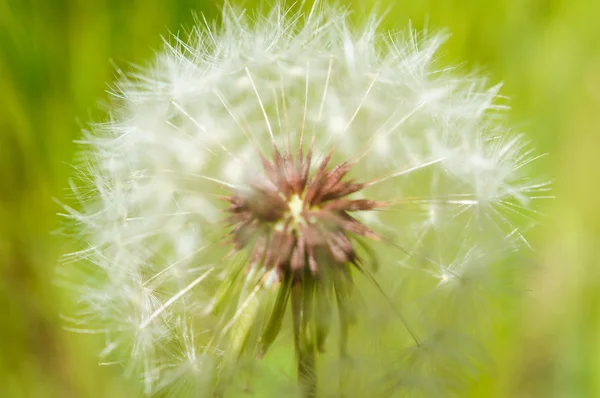 Dandelion lama — Stok Foto