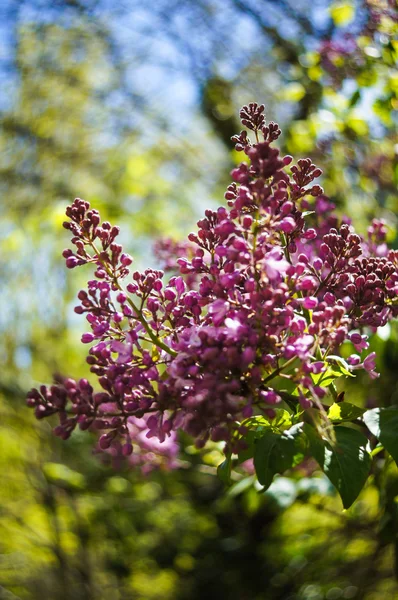 Floraison de lilas — Photo