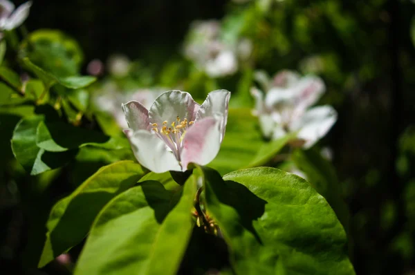 Äppelträd blommar — Stockfoto