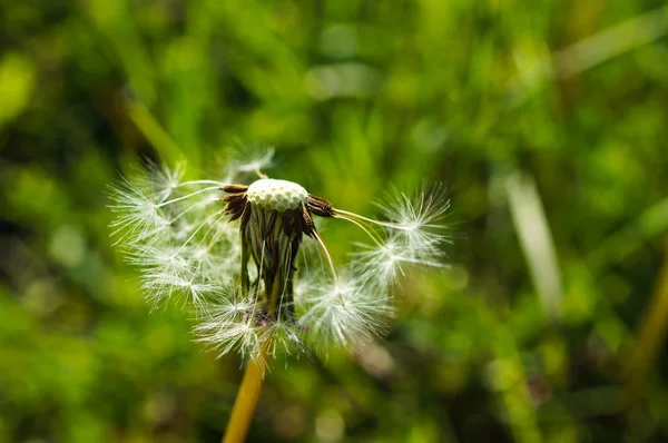 Diente de león —  Fotos de Stock