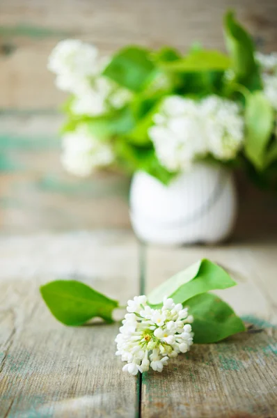 White lilac flowers — Stock Photo, Image