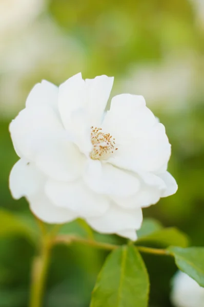 장미꽃 — 스톡 사진