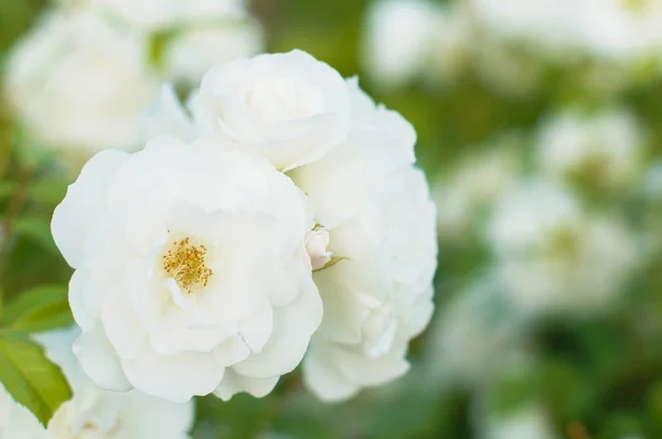 Fiori di rosa — Foto Stock