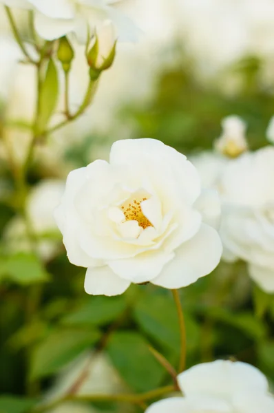 Rózsa virágok — Stock Fotó