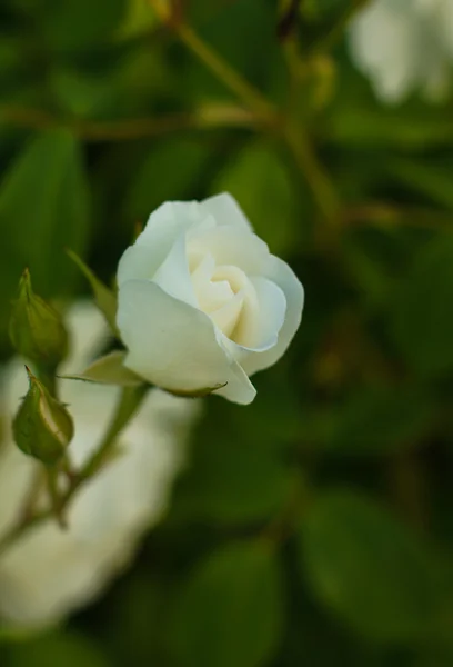 Kwiaty róży — Zdjęcie stockowe