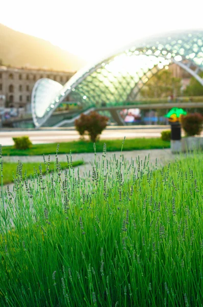 Old Tbilisi and lavender flowers — Stock Photo, Image