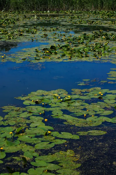 ユリの池 — ストック写真