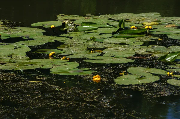 Pond with lilies — Stock Photo, Image