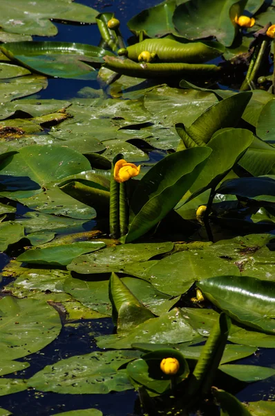 Rybník s liliemi — Stock fotografie