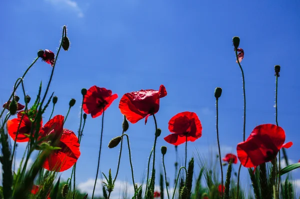 Vivid poppy field — Stock Photo, Image