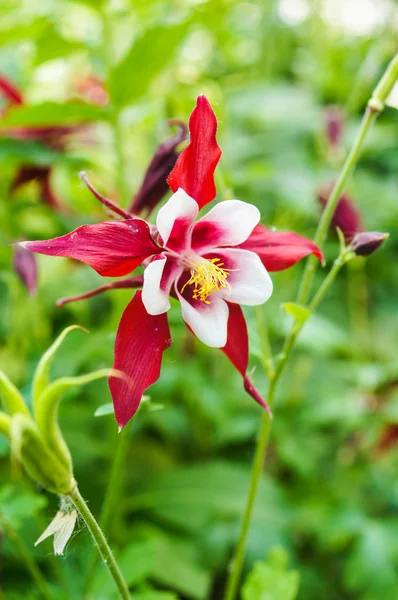 Gartenblumen — Stockfoto