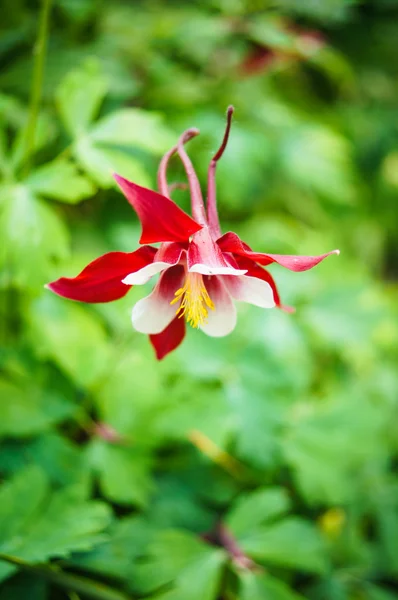 Bahçe çiçek — Stok fotoğraf