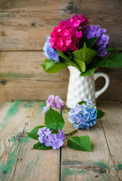 Hortensienblüten — Stockfoto