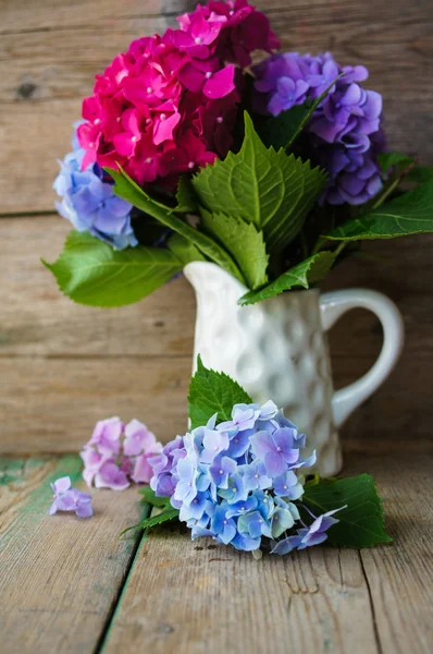 Hydrangea blommor — Stockfoto