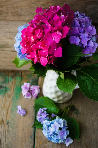Flores de hortensias — Foto de Stock