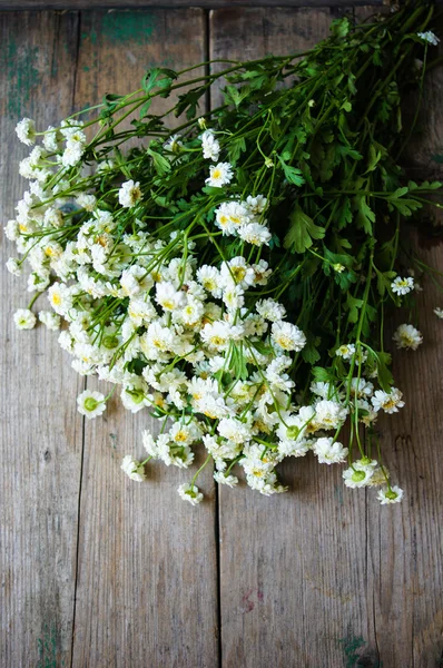 Flores de verão — Fotografia de Stock