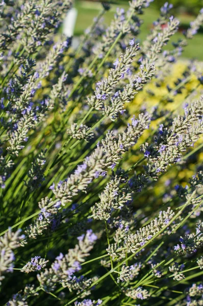 Flores de lavanda — Fotografia de Stock