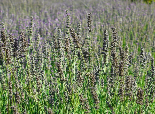 Flores de lavanda — Fotografia de Stock