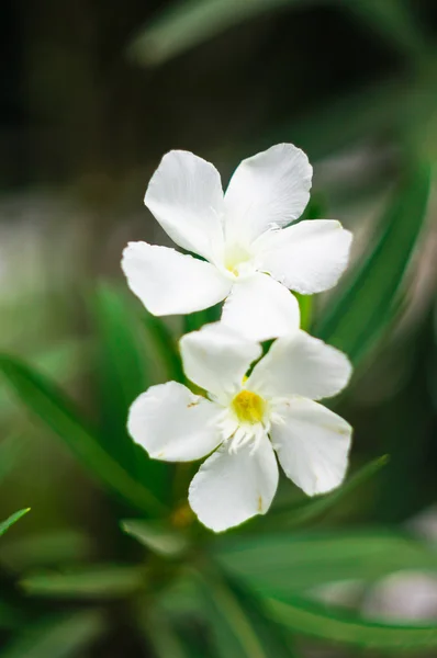 Floración de Adenio Blanco (Adenium jalá ) — Foto de Stock