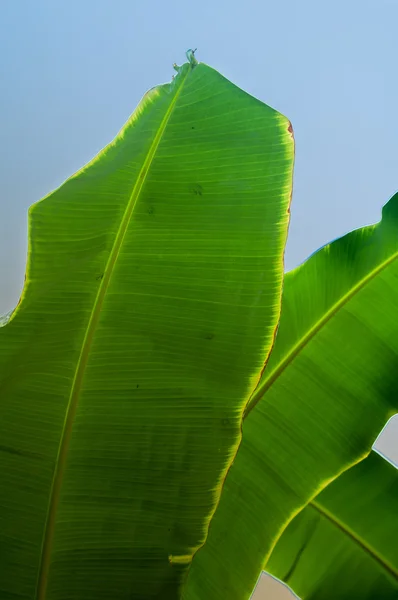 Palm trees — Stock Photo, Image