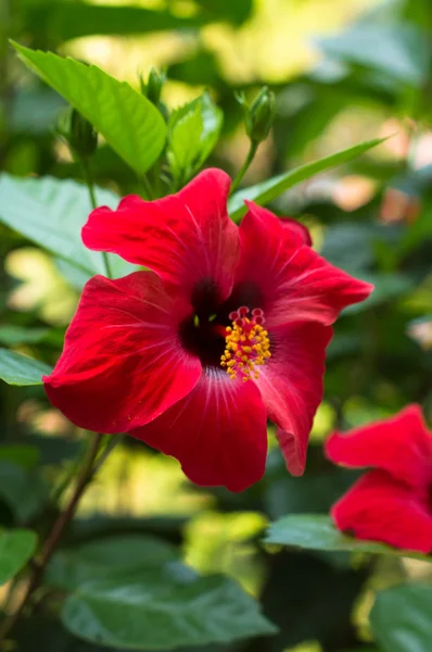 Fiore di ibisco — Foto Stock