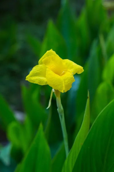 Canna-Indica-Blüte — Stockfoto