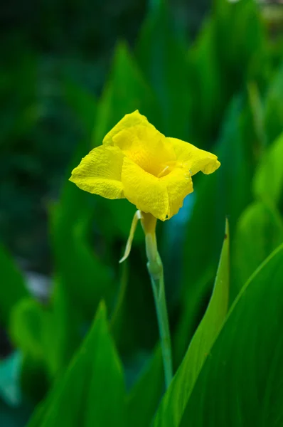 Canna indica kwiat — Zdjęcie stockowe