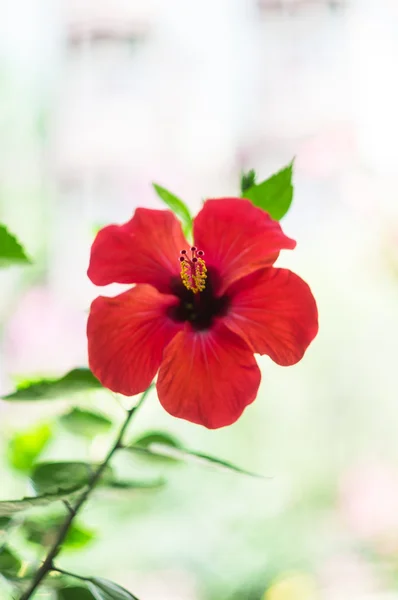 Hibiscus çiçeği — Stok fotoğraf