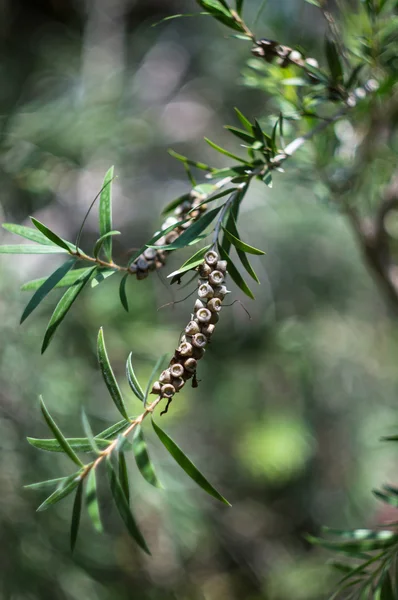 Árbol tropical — Foto de Stock