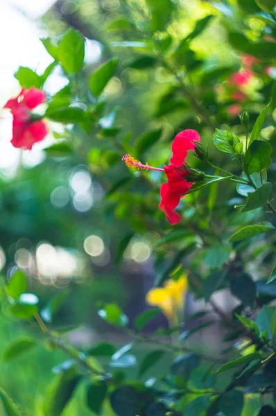 Fiore di ibisco — Foto Stock