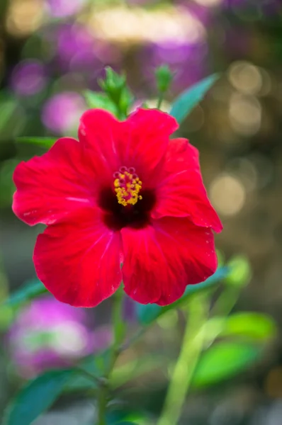 Fiore di ibisco — Foto Stock