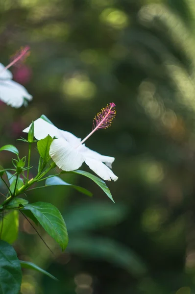 Fiore di ibisco — Foto Stock