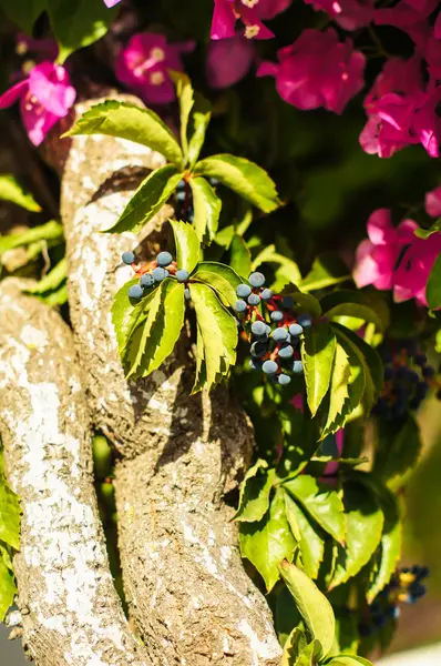 Wilde Trauben — Stockfoto