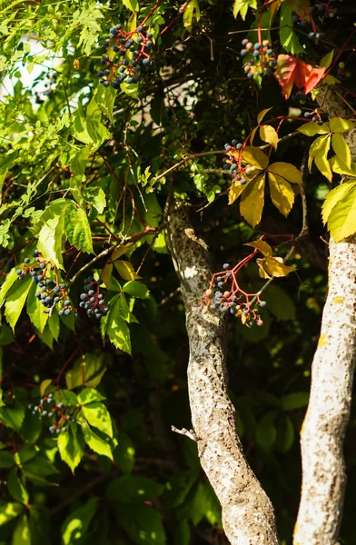 Wild grape — Stock Photo, Image