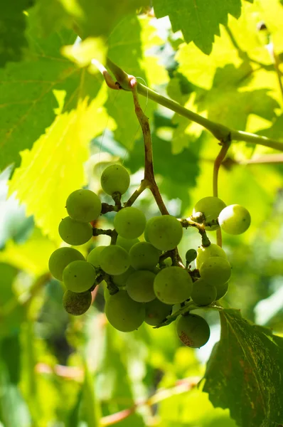 Uva fresca en viñedo —  Fotos de Stock